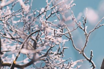frozen tree branches
